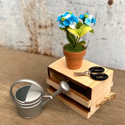 画像2: おうちでアジサイ栽培セット（ネット限定）　紫陽花　あじさい