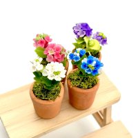 アジサイ鉢植え　紫陽花　あじさい