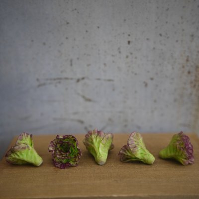 画像4: フリルレタス　サニーレタス（L）