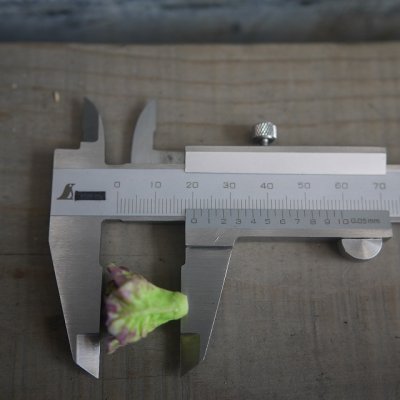 画像6: フリルレタス　サニーレタス（L）