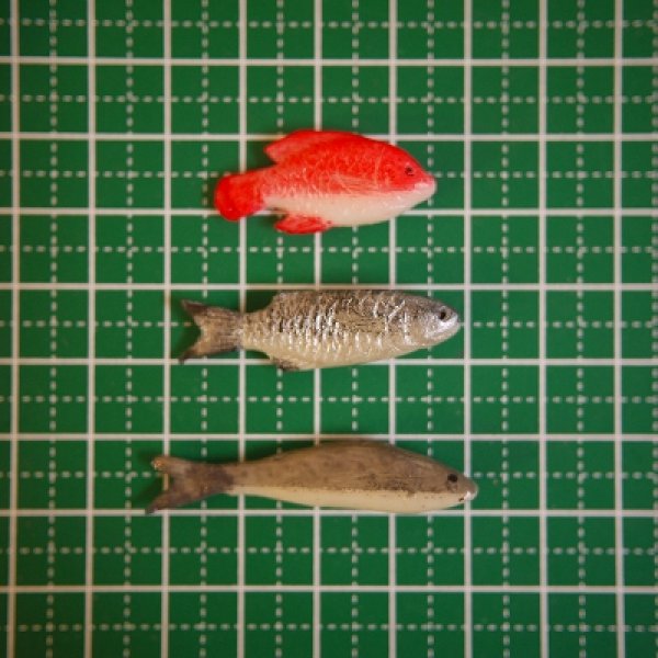 画像5: おさかな　魚 (5)